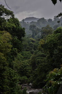 Trees in forest against sky