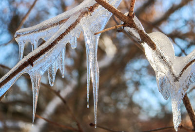 Close-up of frozen tree