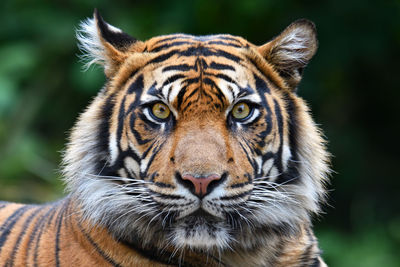 Close-up portrait of tiger