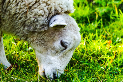 Close-up of sheep on grass