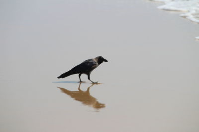 Bird in lake