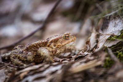 A beautiful toad in spring on the ground in forest