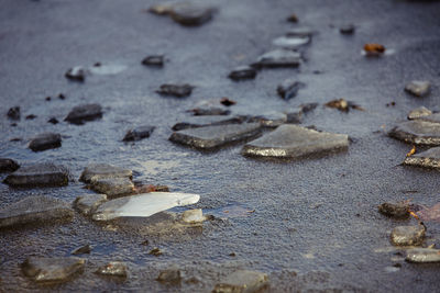 Close-up of crab on beach