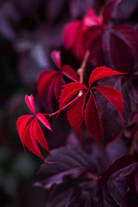 Close-up of red flowering plant