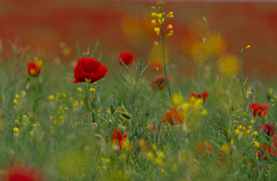 Close-up of red poppy flowers in field