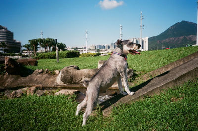 View of a dog on field