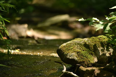 Close-up of moss growing on rock