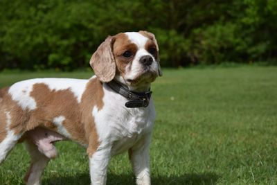 Cavalier king charles spaniel standing on grassy field