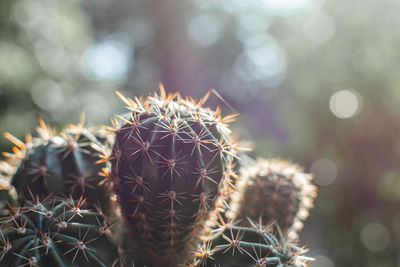 plant