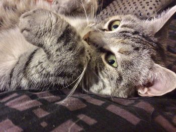 Close-up portrait of a cat lying on bed