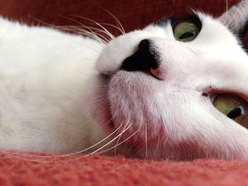 Close-up portrait of cat