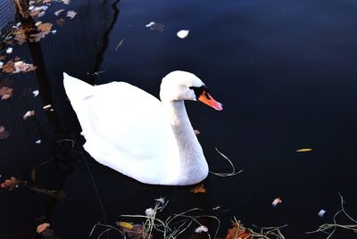 Close-up of swan swimming on lake