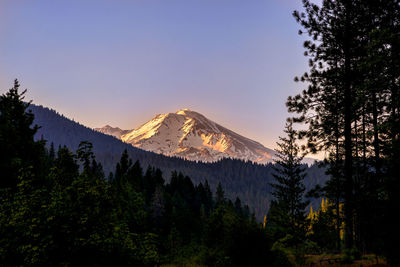 Trees in forest at sunset