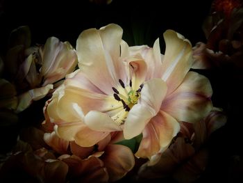 Close-up of flowers blooming against black background