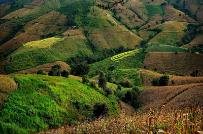 Scenic view of agricultural field