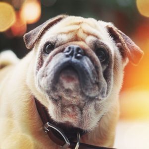 Close-up portrait of a dog