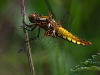 Close-up of dragonfly on leaf