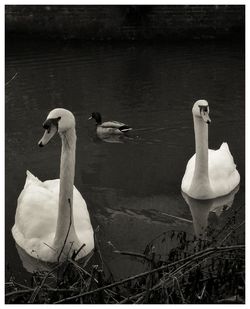 Swans swimming in lake