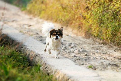 A pet dog is running along the path