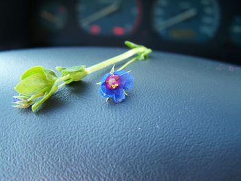 Close-up of flower on table