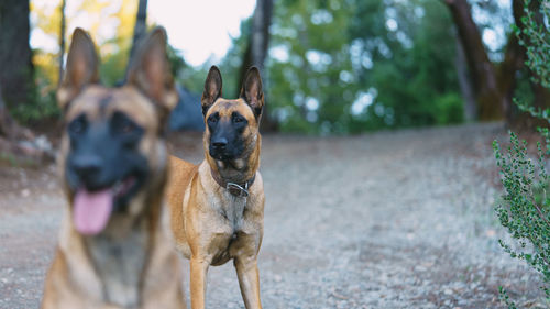 Two belgian malinois playing in the forest