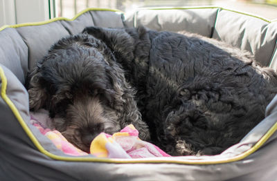 Close-up of puppy sleeping on bed