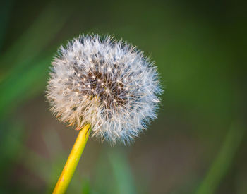 Close-up of dandelion flower
