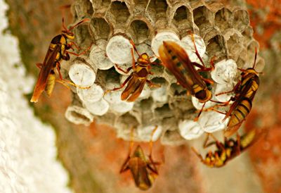 Macro shot of wasps on honeycomb