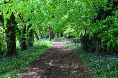 Footpath amidst trees in forest