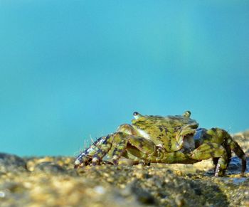 Close-up of crabby on rock