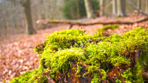 Moss growing on tree trunk