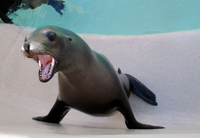 Close-up of young seal in aquarium