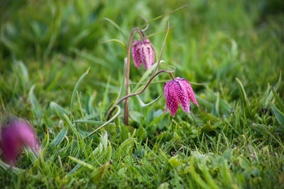 Close-up of purple flowering plant on field