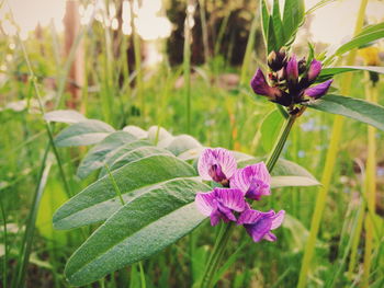 Close-up of pink flowers