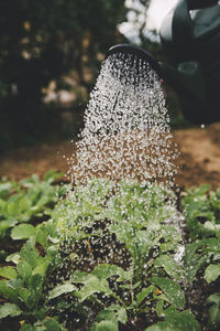 Close-up of plant