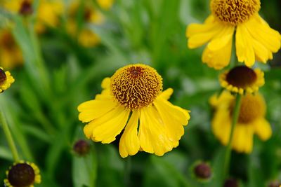 Close-up of yellow flowering plant