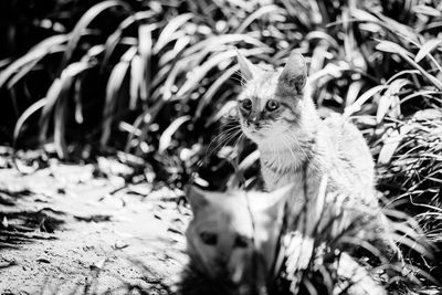 Portrait of kitten sitting outdoors