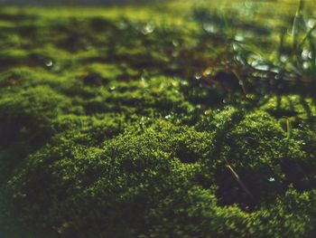 Full frame shot of plants growing on field