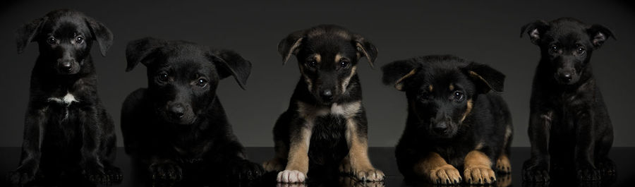 Panoramic portrait of puppies against black background