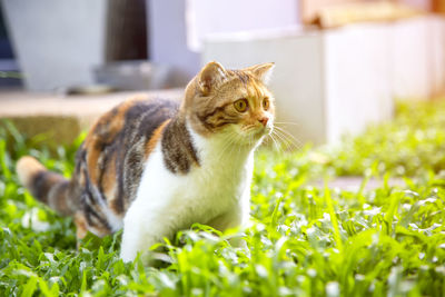 Cat looking away in field