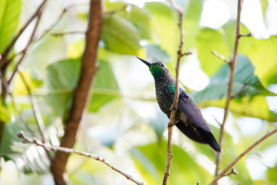 Close-up of bird perching on branch