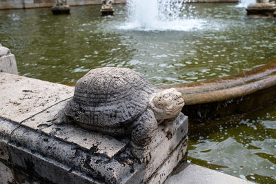 Close-up of tortoise in lake