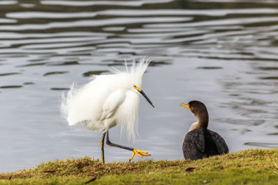 Close-up of ducks on lake