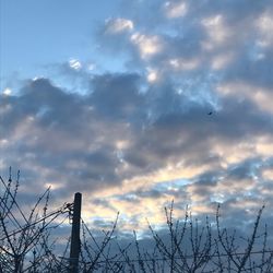 Low angle view of silhouette tree against sky