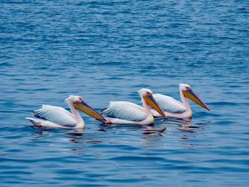 Three white pelicans in a row swimming on sea