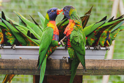 View of birds perching on wood