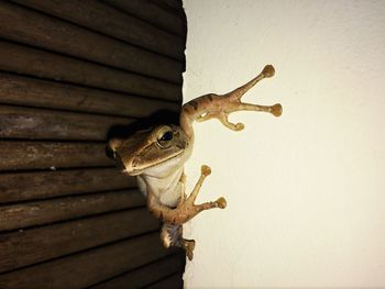 Close-up of lizard on wall