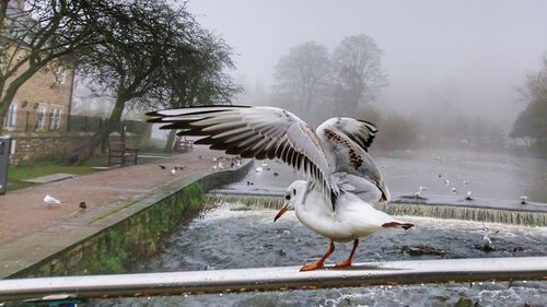 Seagulls flying over lake during winter