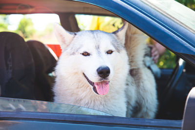 A white siberian husky sitting in a car, looking out the open window, smiling with his tongue out. 