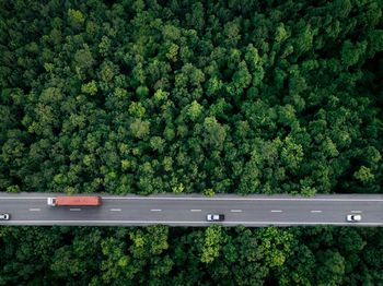 High angle view of trees